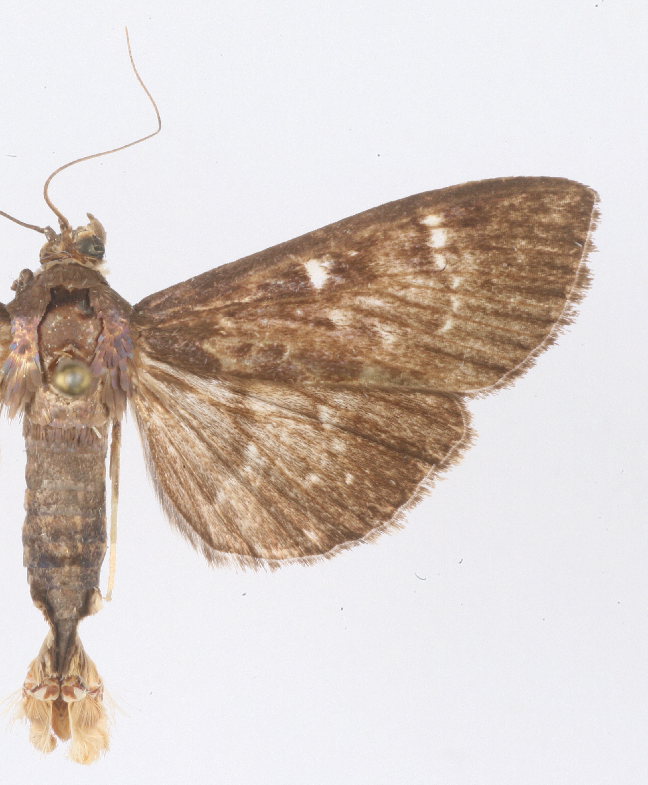Authaeretis sp. 3